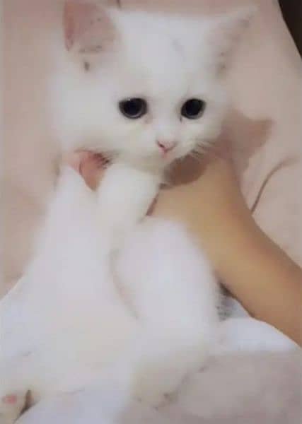 Double coat white persian kitten (Female) 1