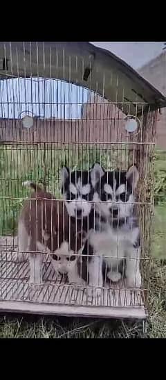 Husky puppies and German shepherd puppies available
