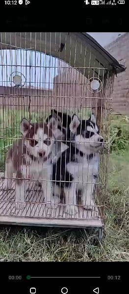 Husky puppies and German shepherd puppies available 1