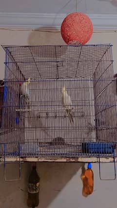 cocktail cage with Australian cage for sale.         03336667187 0