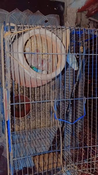 cocktail cage with Australian cage for sale.         03336667187 2