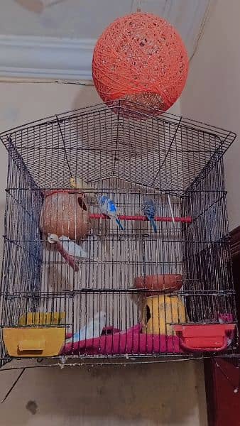 cocktail cage with Australian cage for sale.         03336667187 3