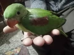 raaw Parrot beautiful 0
