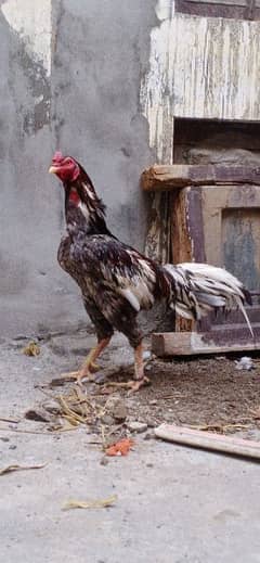 high quality aseel murgh old blood line 0