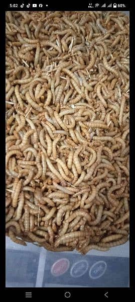 Mealworms 1