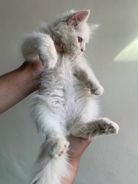 persian kitten (whatsapp 03”25”109”47”01) 3