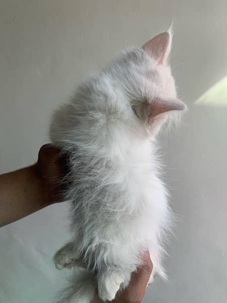 persian kitten (whatsapp 03”25”109”47”01) 2