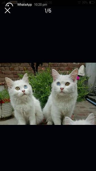 Odd Eyes Persian pair 5