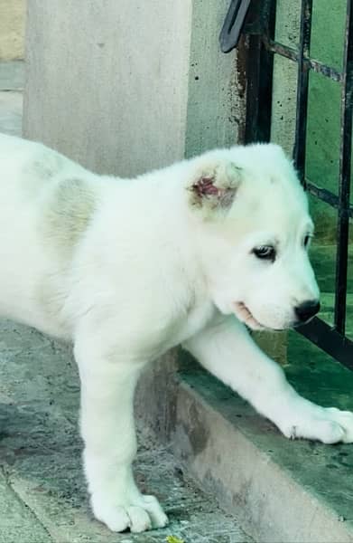 Alabai High Quality Big Size Female puppy From World Champion line 0
