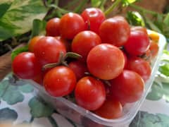 Fresh Cheery tomatoes and Grape tomatoes