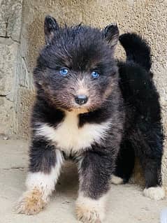 agouti husky puppies