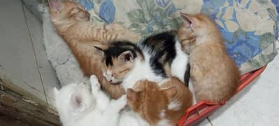 selling kittens