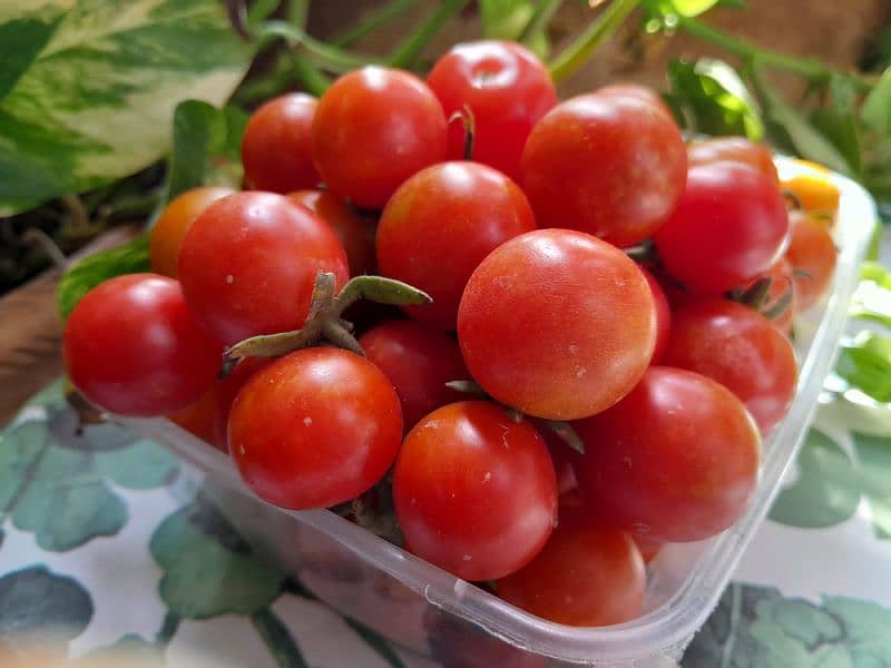 Fresh Cheery Tomatoes and Grape tomatoes 0