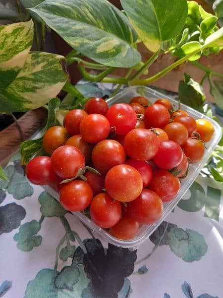 Fresh Cheery Tomatoes and Grape tomatoes 1