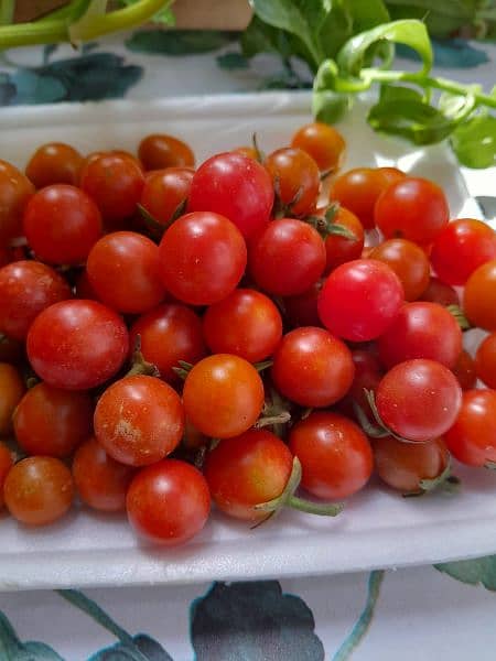 Fresh Cheery Tomatoes and Grape tomatoes 2
