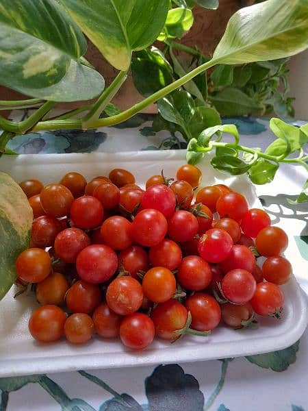 Fresh Cheery Tomatoes and Grape tomatoes 3
