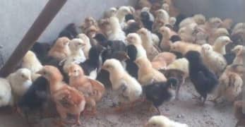 Mishri Chicks