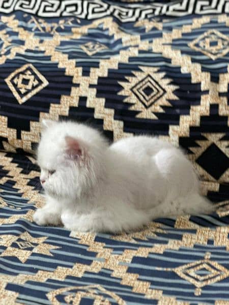 Persian kitten 4