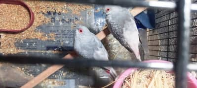 Dove pairs ae for sale. . . . . . 0