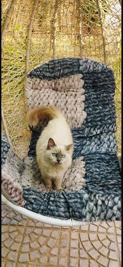 Beautiful Ragdoll Cat for sale