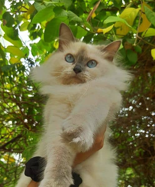 Beautiful Ragdoll Cat for sale 3