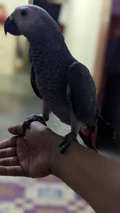 grey parrot for sale