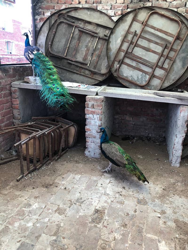 Peacocks 2
