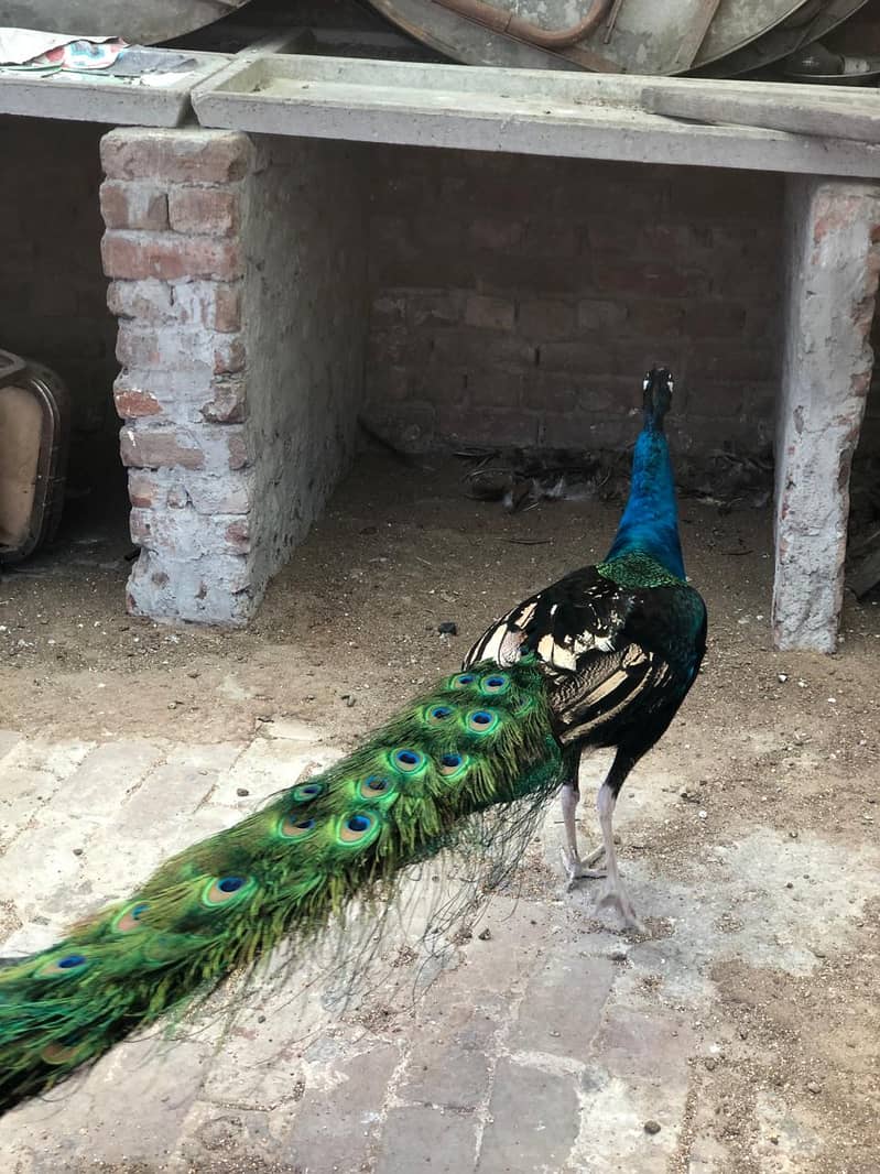Peacocks 3