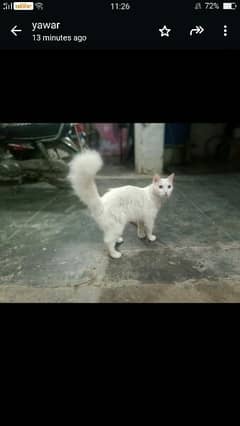 selling persian cat price are negotiable