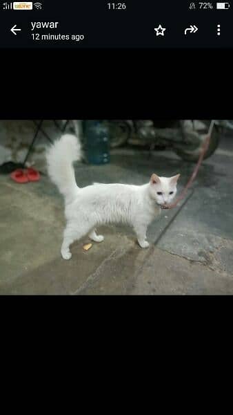 selling persian cat price are negotiable 1