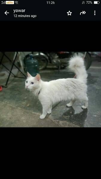 selling persian cat price are negotiable 2
