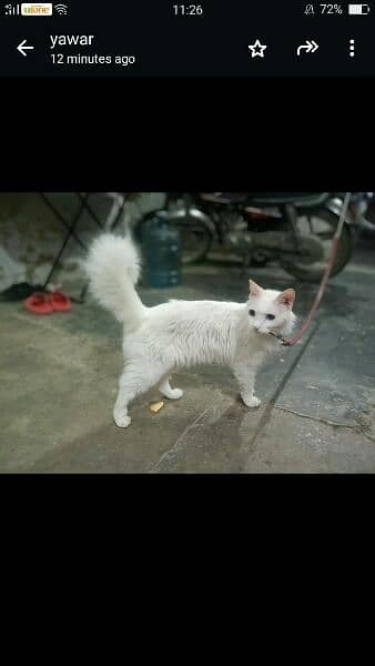selling persian cat price are negotiable 3