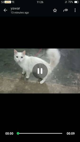 selling persian cat price are negotiable 4