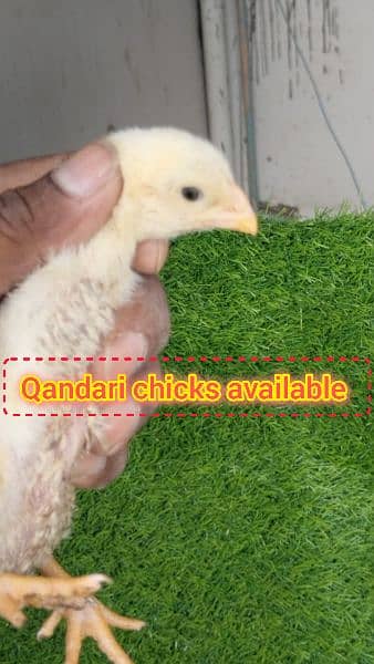 Oh Shamo white, Black and Lakha ,Qandari chicks 4