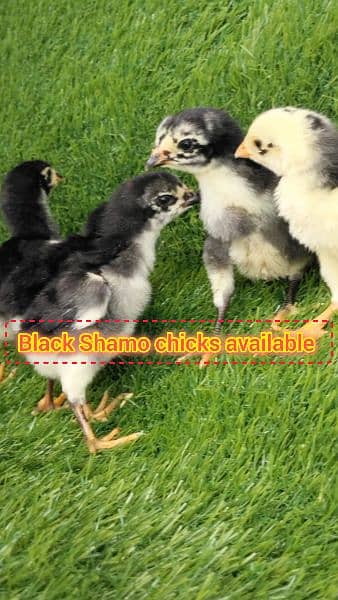 Oh Shamo white, Black and Lakha ,Qandari chicks 7