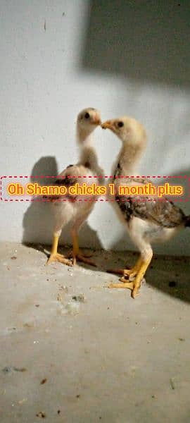 Oh Shamo white, Black and Lakha ,Qandari chicks 11