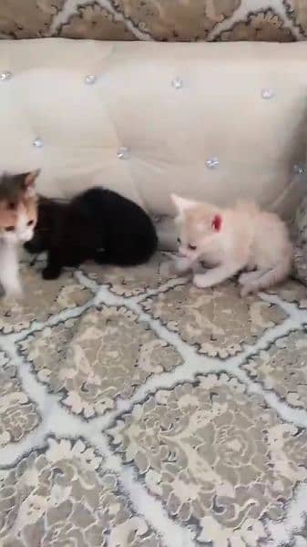 persian kittens 3