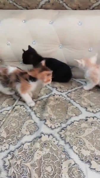 persian kittens 4