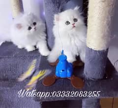 Top Quality Persian kittens 0