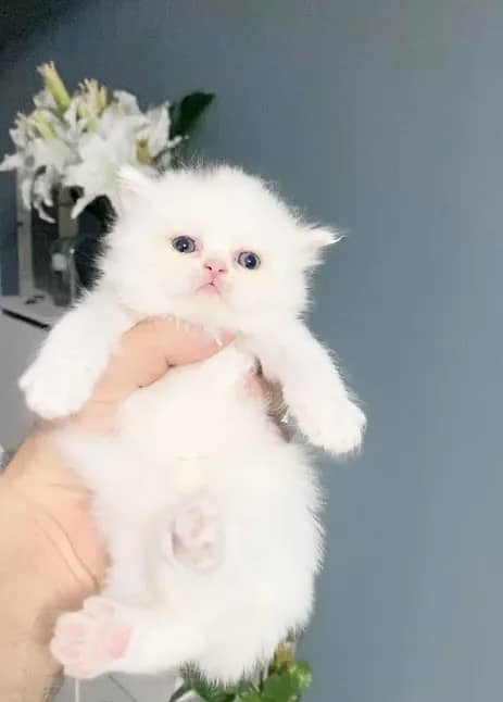 Top Quality Persian kittens 1