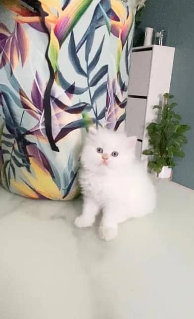 Top Quality Persian kittens 2