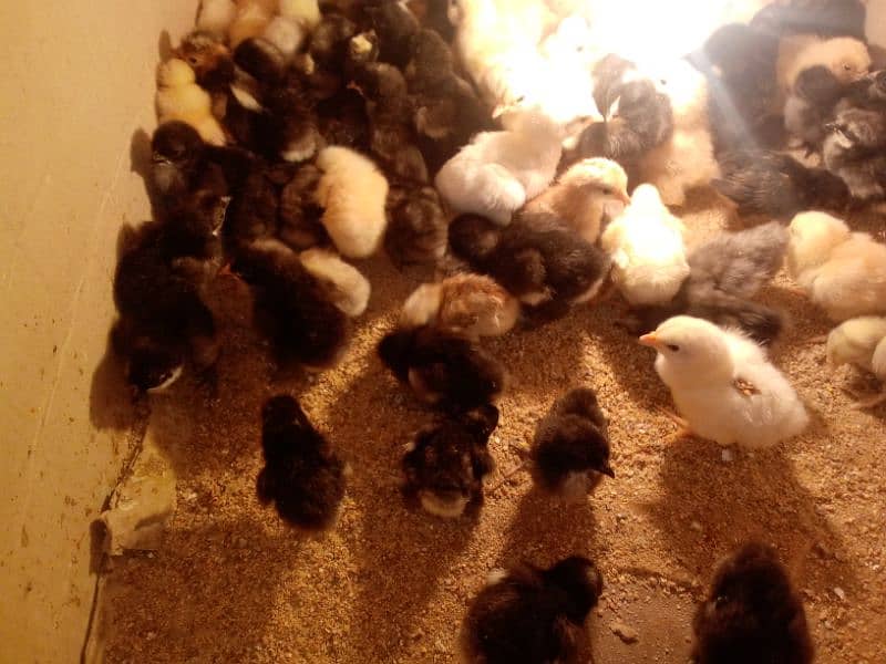 fancy hens chicks age 5 to 7 days 1