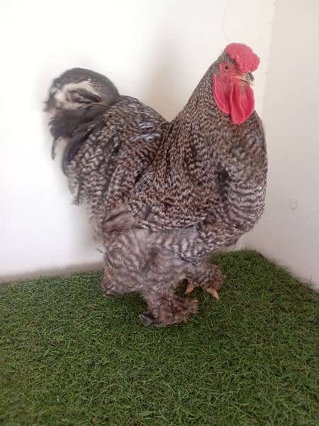 fancy hens chicks age 5 to 7 days 3