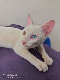 Odd eyes cat, Khao mani kitty, kitten
