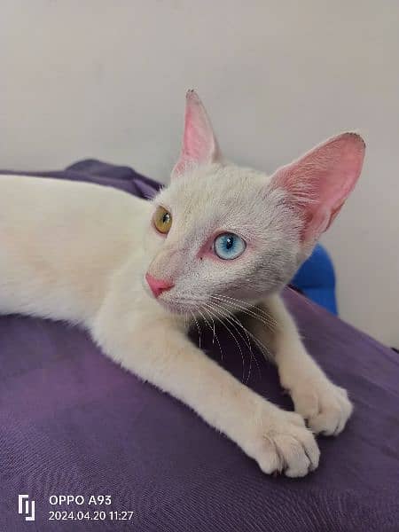 Odd eyes cat, Khao mani kitty, kitten 0