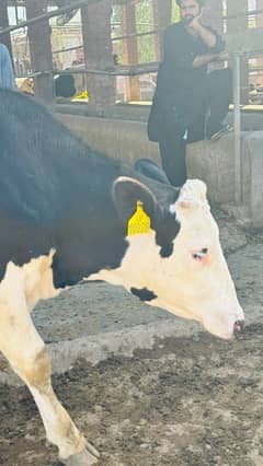 3-7 months pregnant Pure American Heifers for Sale 0