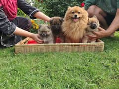 Pomeranian puppies 4 sale healthy and active puppies 0