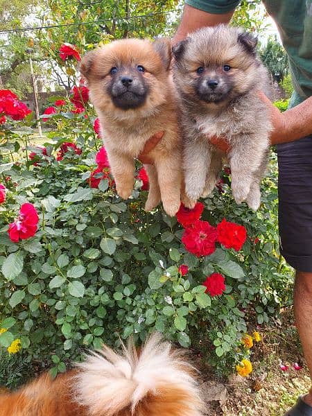 Pomeranian puppies 4 sale healthy and active puppies 1