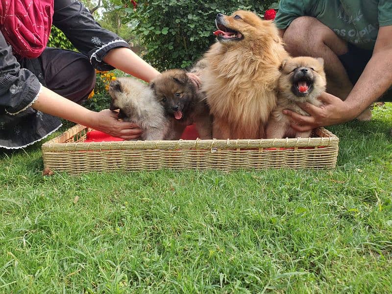 Pomeranian puppies 4 sale healthy and active puppies 2