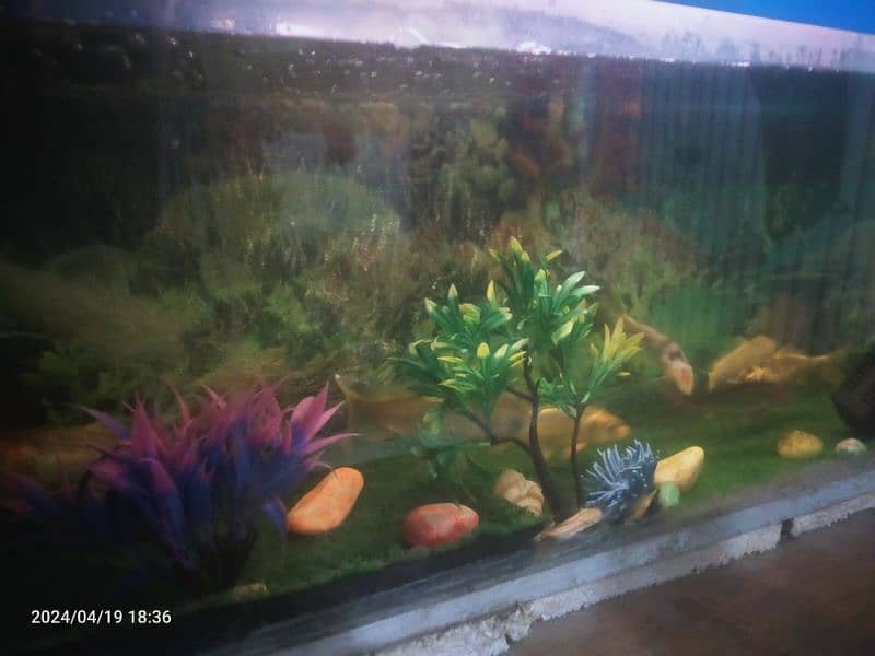 aquarium 4,feet length 1.5 wide 9